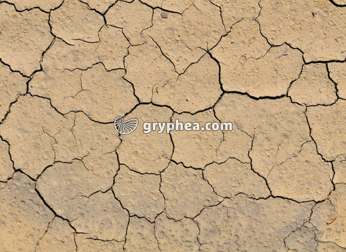 Gouttes de pluie sur argile sèche - gryphea.com